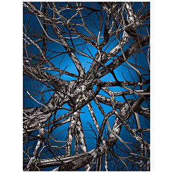 リキッドバーチ moooi Carpets｜モーイカーペット