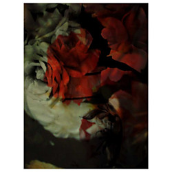 セダクション moooi Carpets｜モーイカーペット