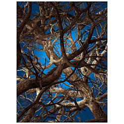 リキッドメイプル